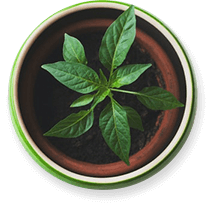 About Potted Plant 1 1